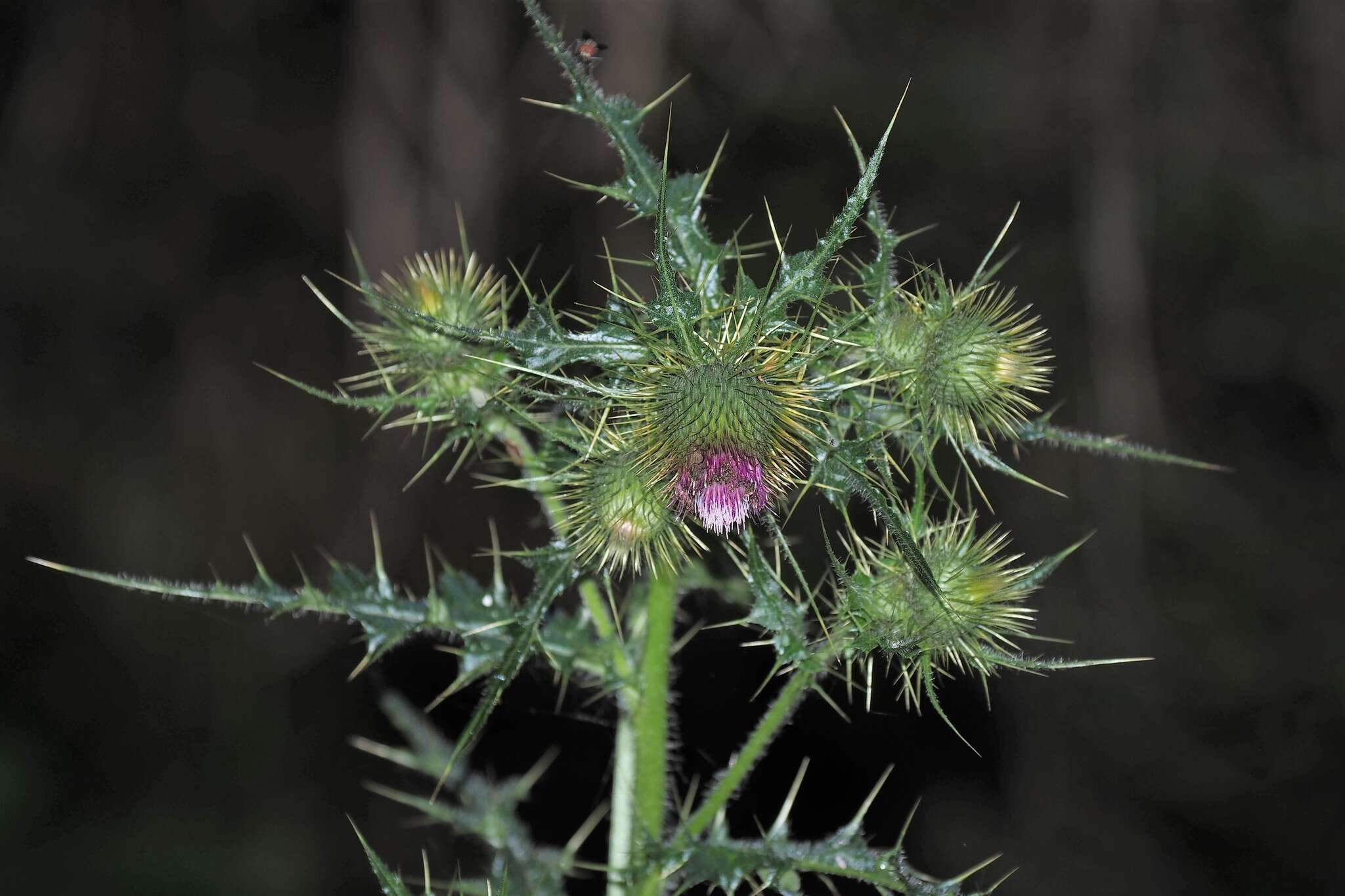 Imagem de Cirsium ferum