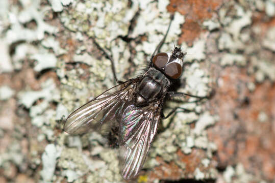 Imagem de Egle ciliata (Walker 1849)