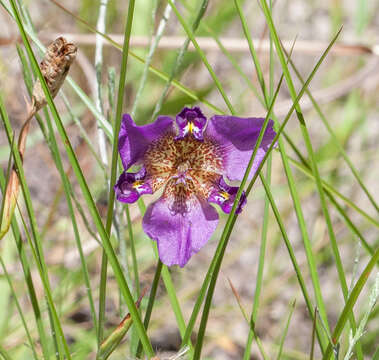 Image of propeller flower