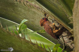 Image of Cinnamon Woodpecker