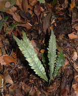 Sivun Austroblechnum lechleri subsp. lechleri kuva