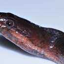 Image of Blackbelly Snake