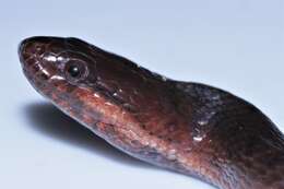 Image of Blackbelly Snake