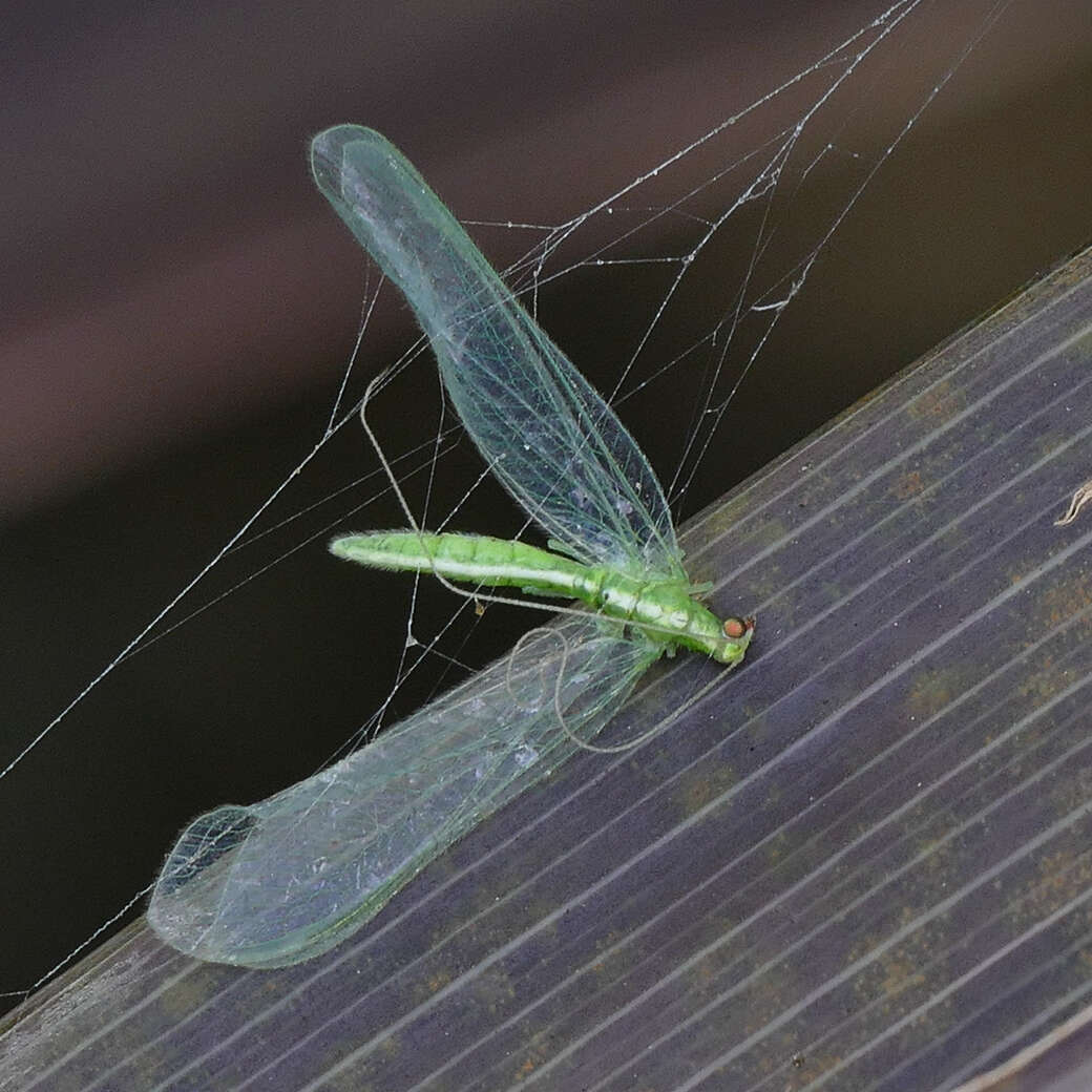 Image of Chrysoperla rufilabris (Burmeister 1839)