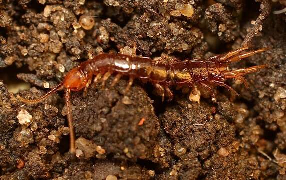 Image of Lithobius lapidicola Meinert 1872