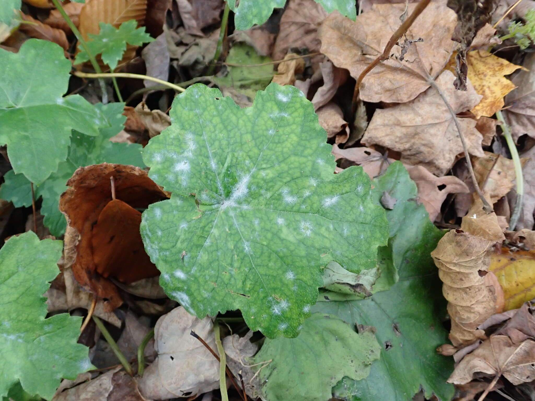 Image of Powdery mildew