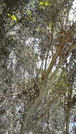 Imagem de Eucalyptus diversifolia subsp. diversifolia