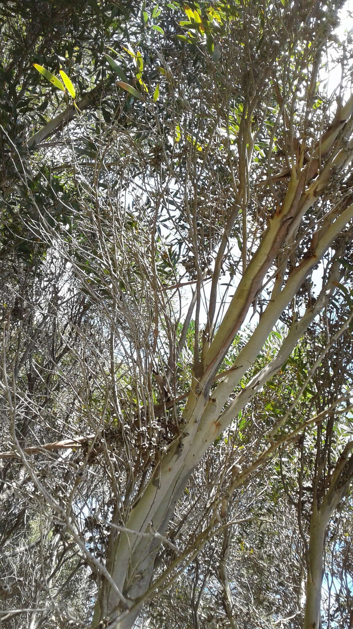 Imagem de Eucalyptus diversifolia subsp. diversifolia