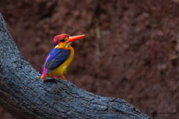 Image of Black-backed Kingfisher