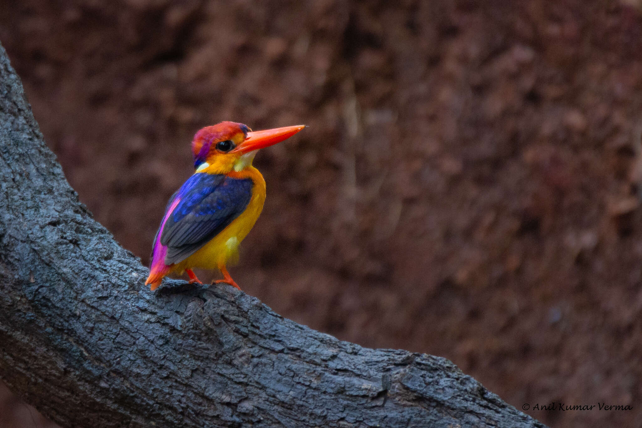 Image of Black-backed Kingfisher