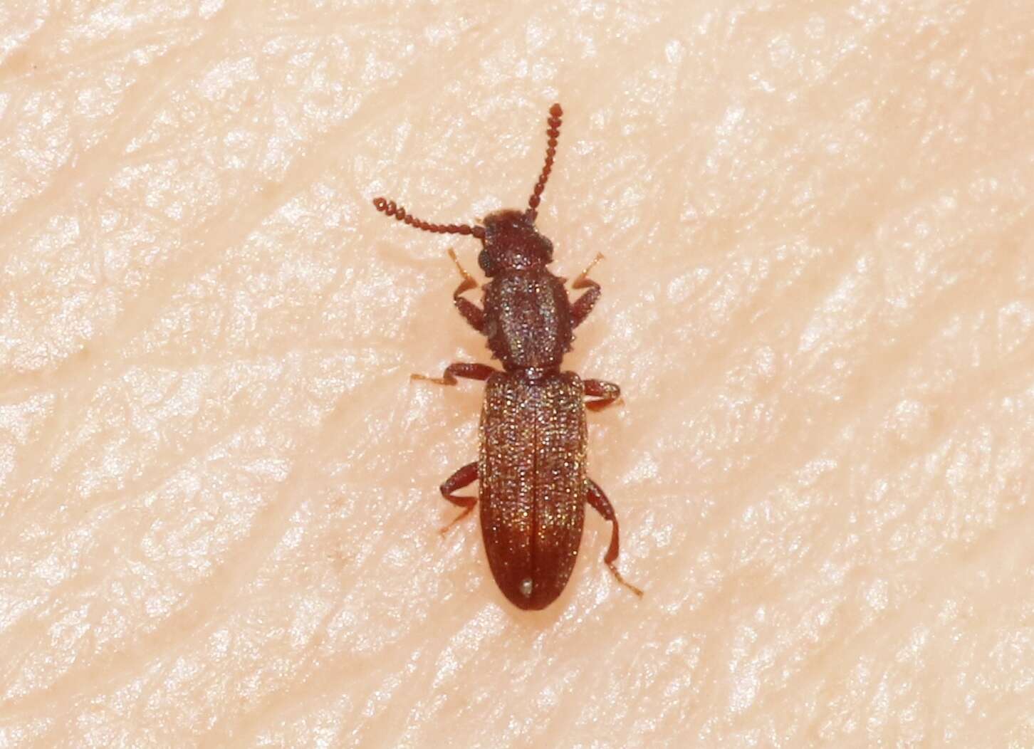 Image of Merchant Grain Beetle