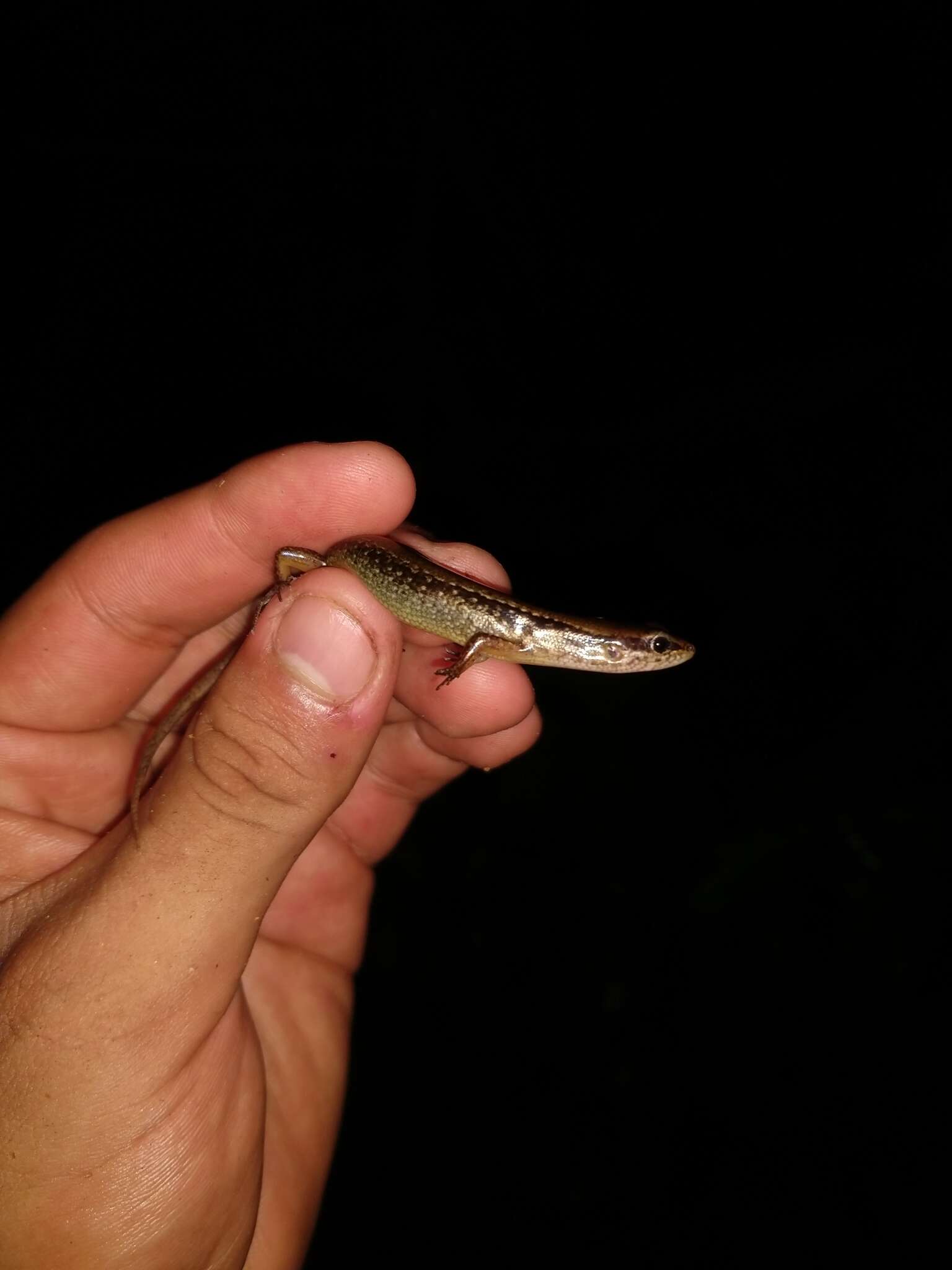 Image of Taylor's Ground Skink