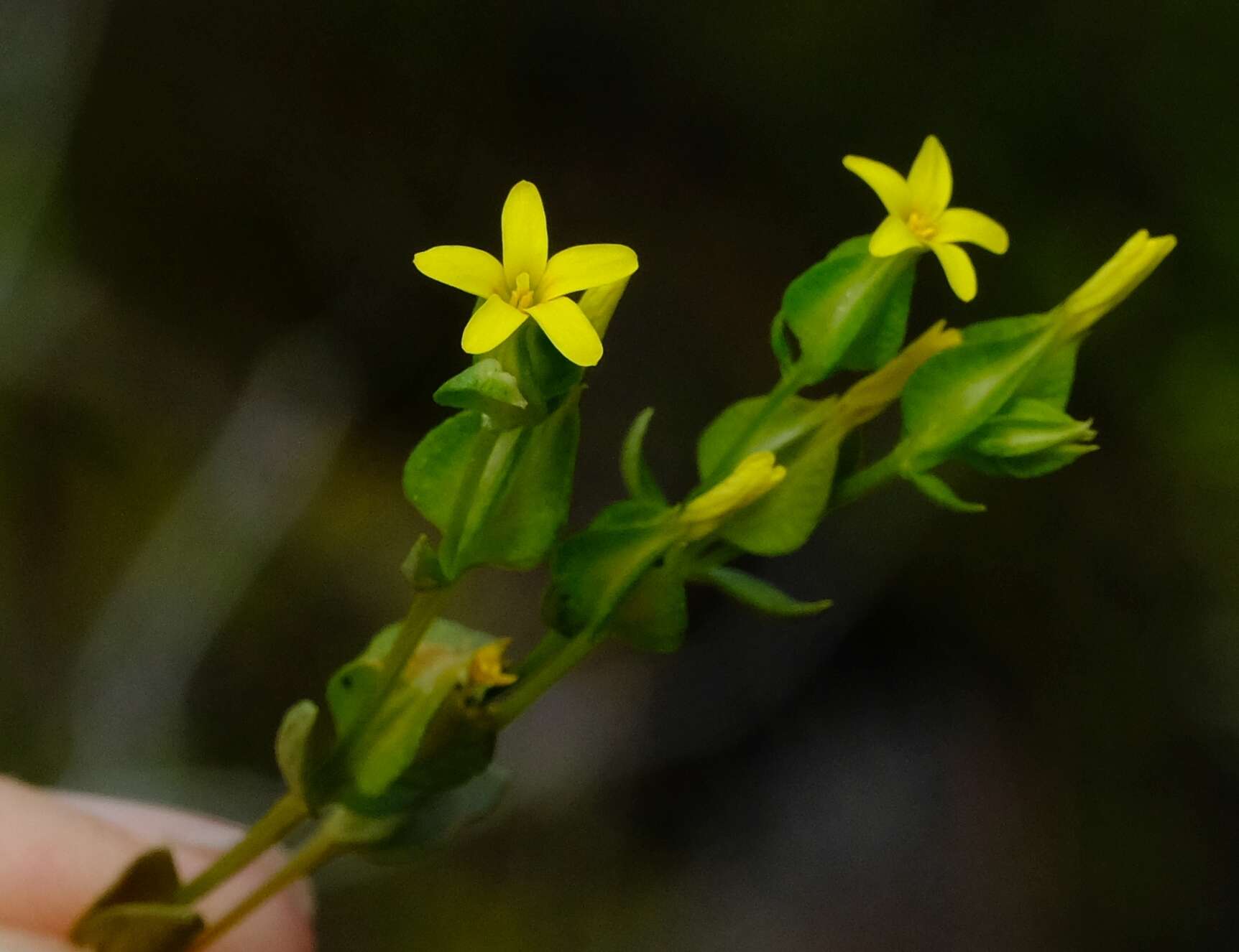 Image of Sebaea micrantha var. intermedia (Cham. & Schltdl.) Marais