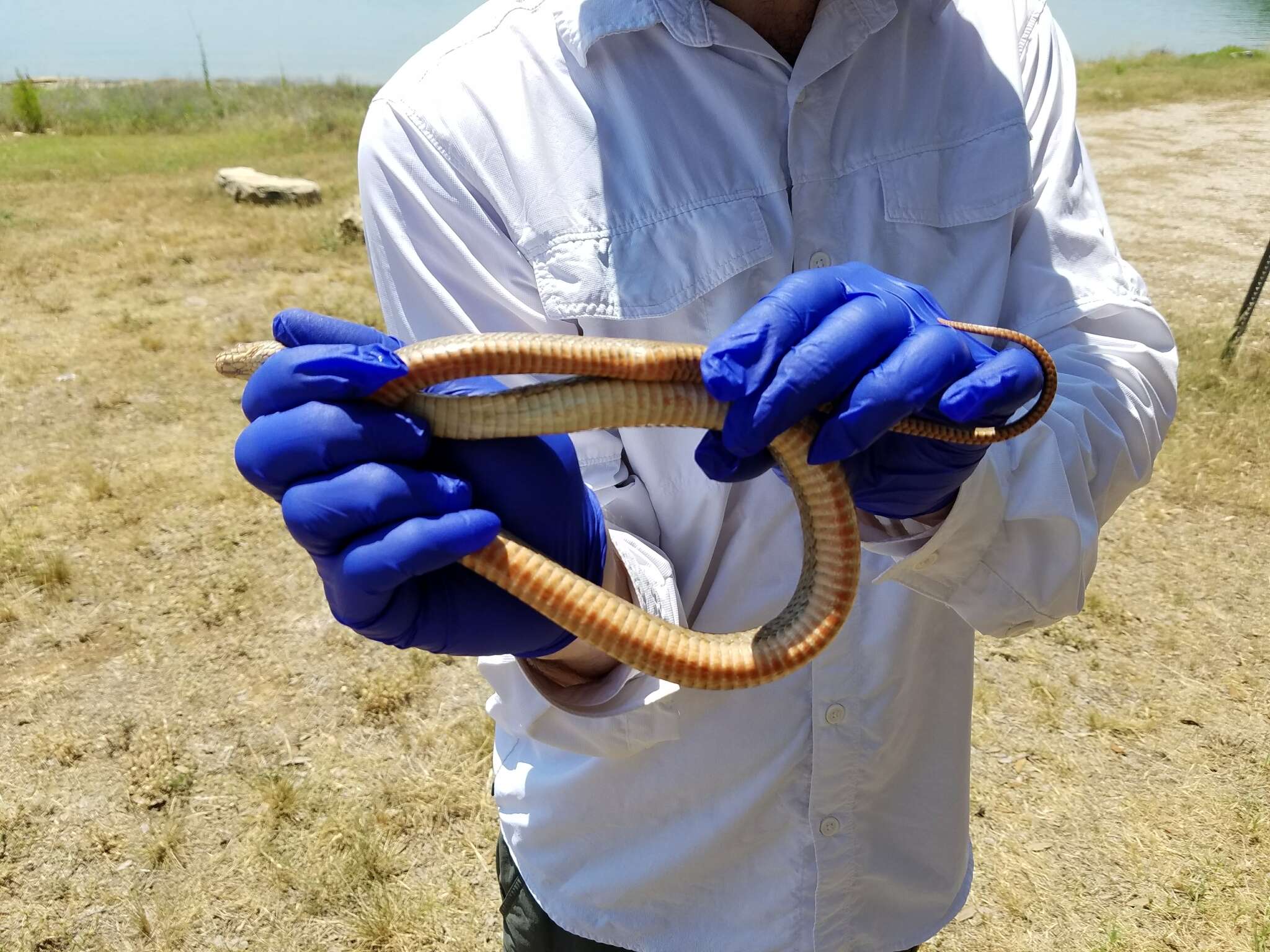 Image of Brazos Water Snake