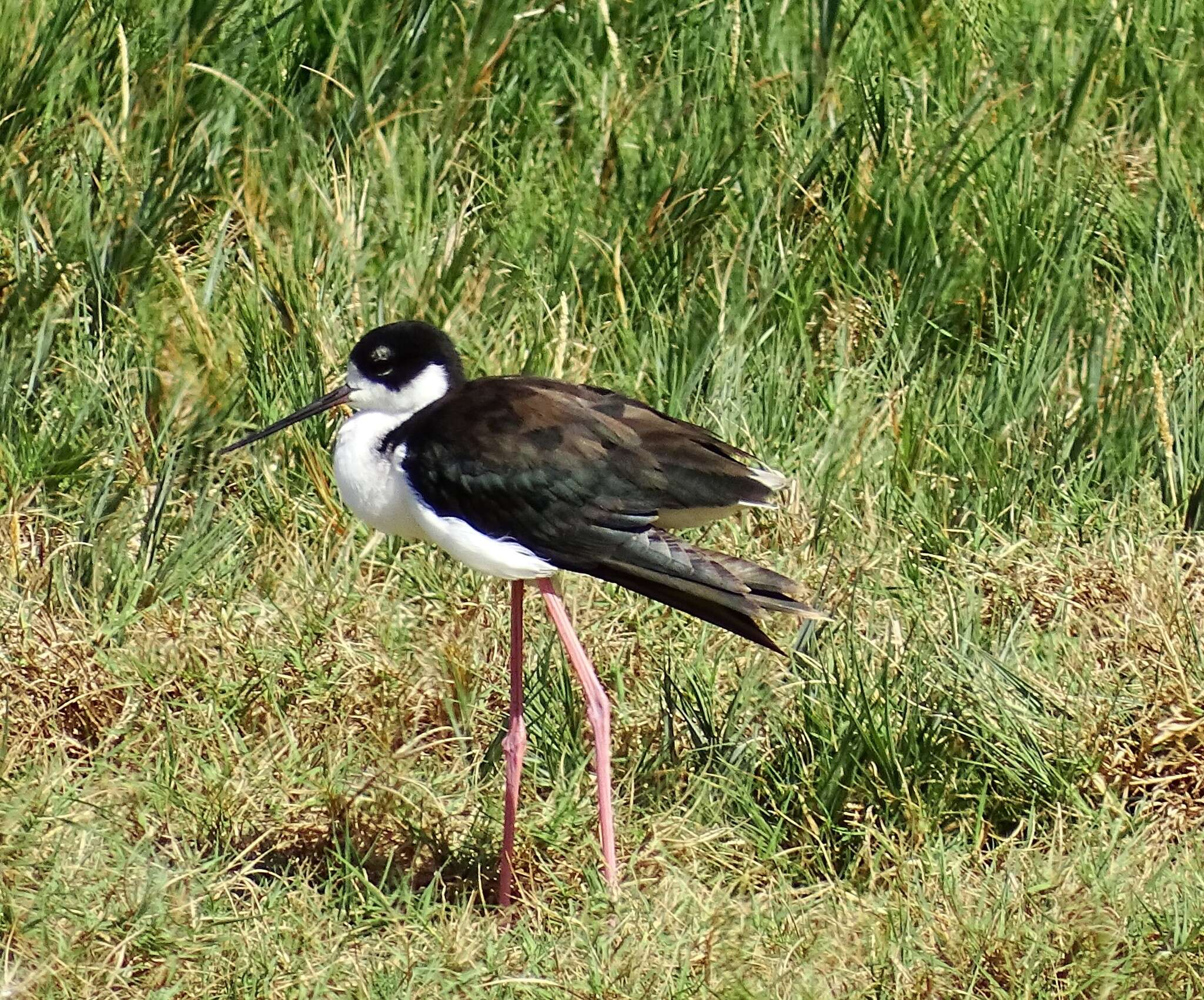 Image of Hawaiian stilt