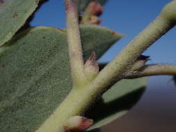 Image of Adams' manzanita