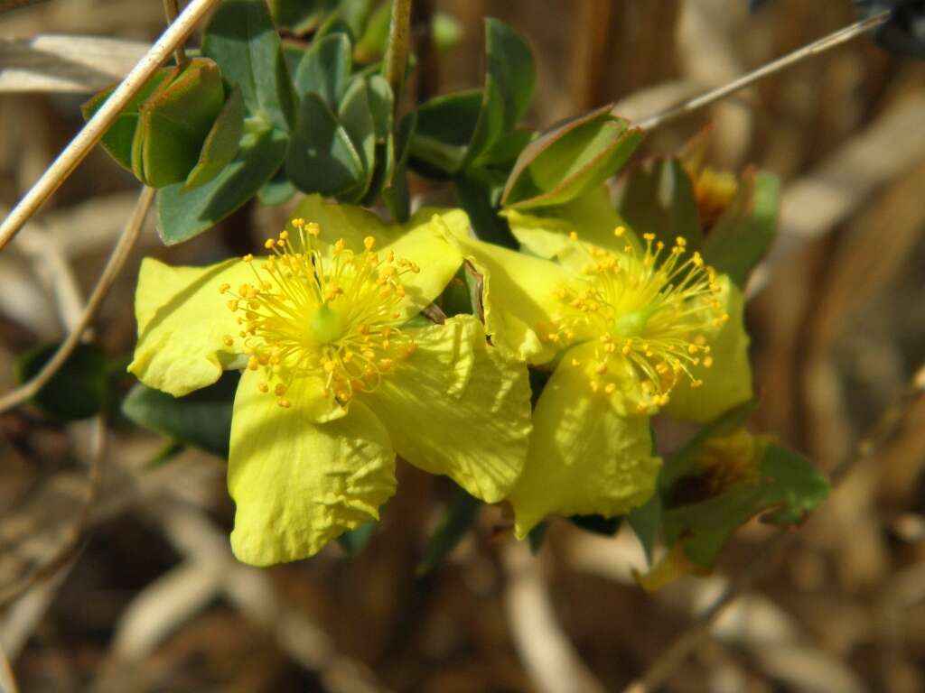 Plancia ëd Hypericum tetrapetalum Lam.