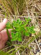 Image of Veronica benthamii Hook. fil.