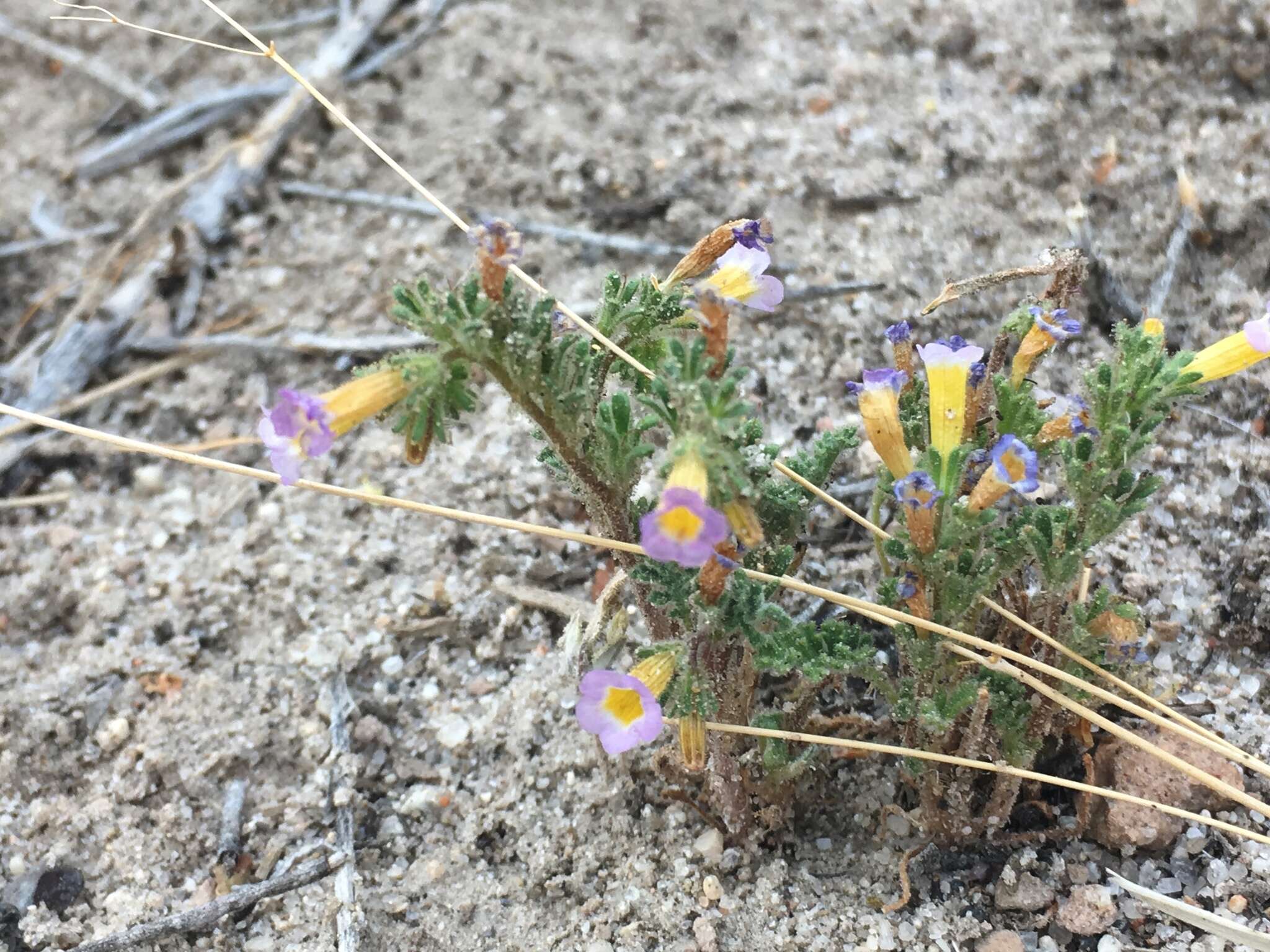 Image of twocolor phacelia