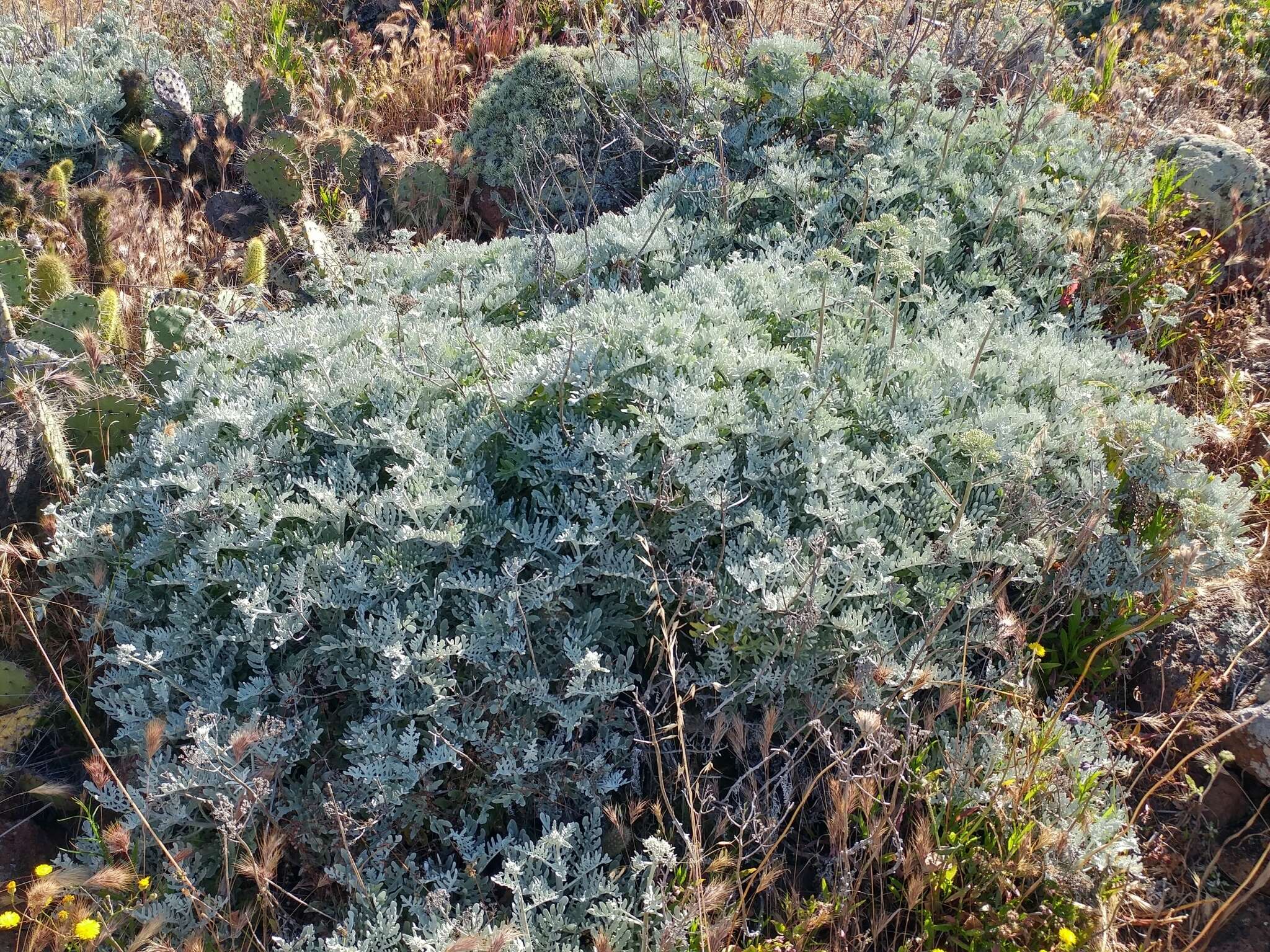 Image of woolly sunflower