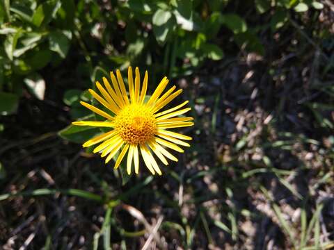 Image of Pentanema asperum (Poir.)