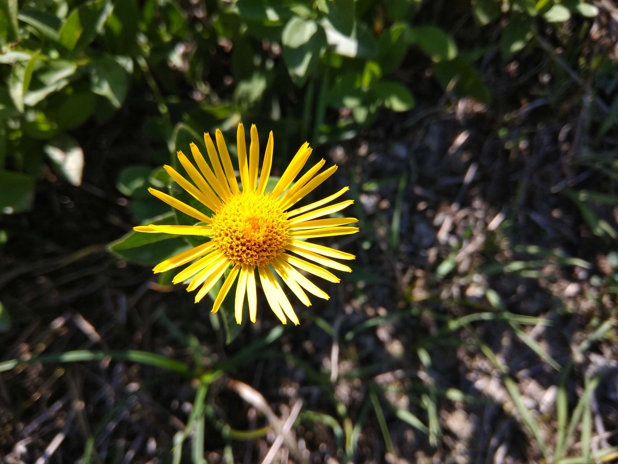 Plancia ëd Pentanema asperum (Poir.)