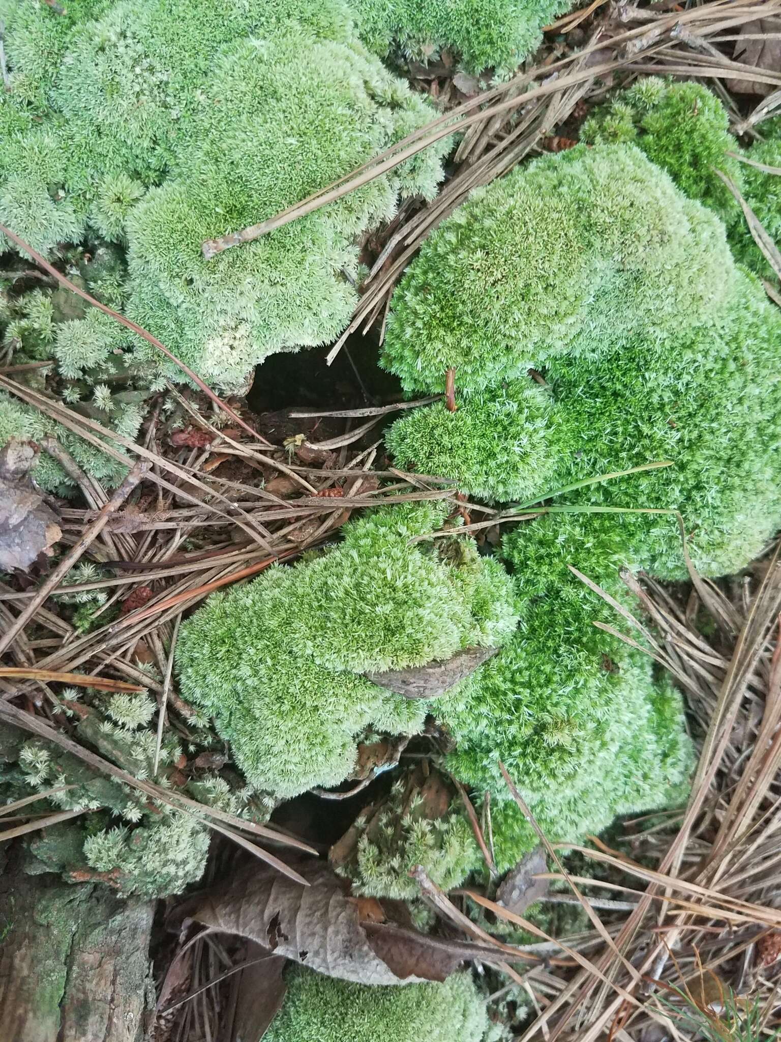 Image of leucobryum moss