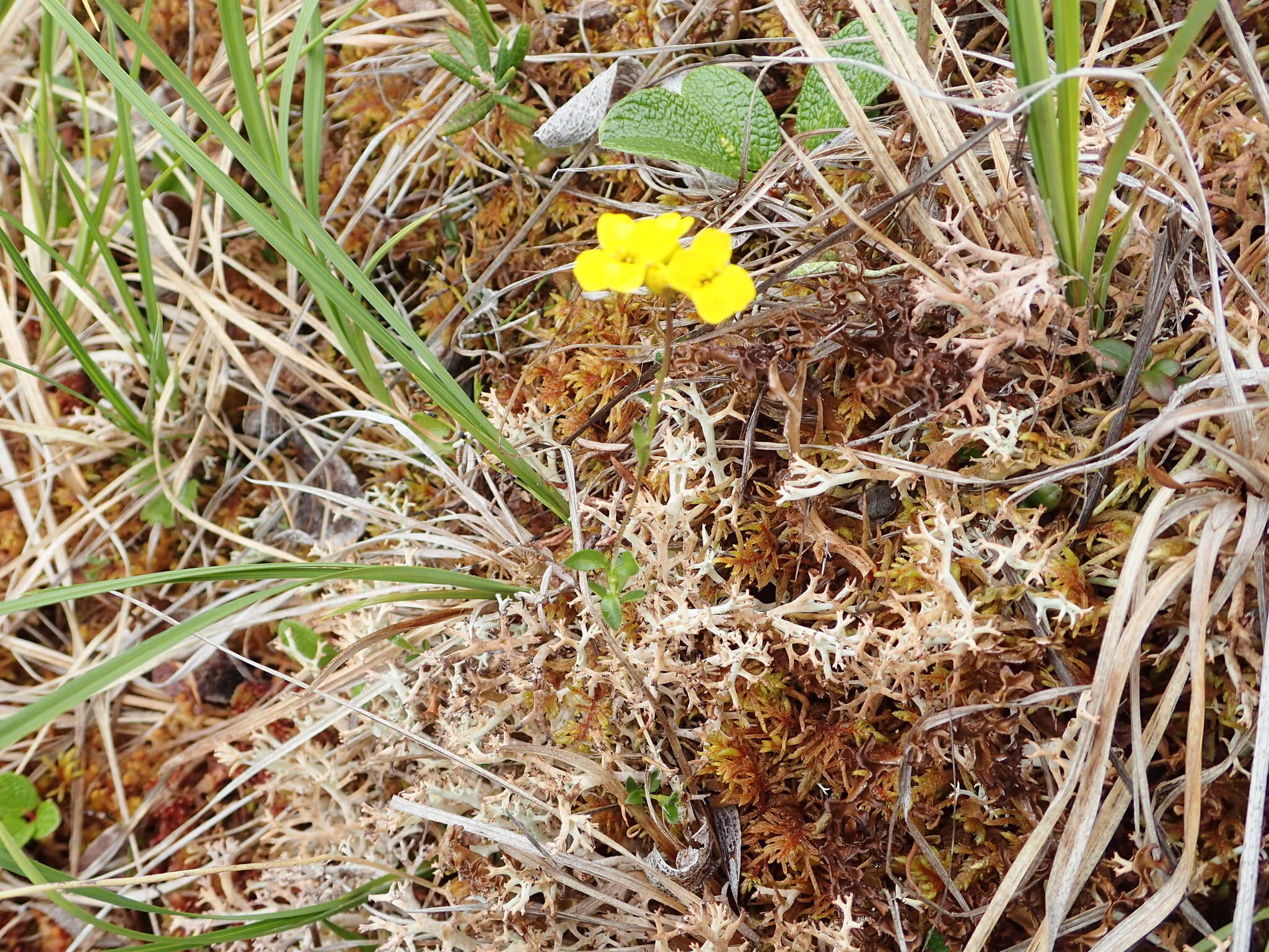 Sivun Draba ogilviensis Hultén kuva