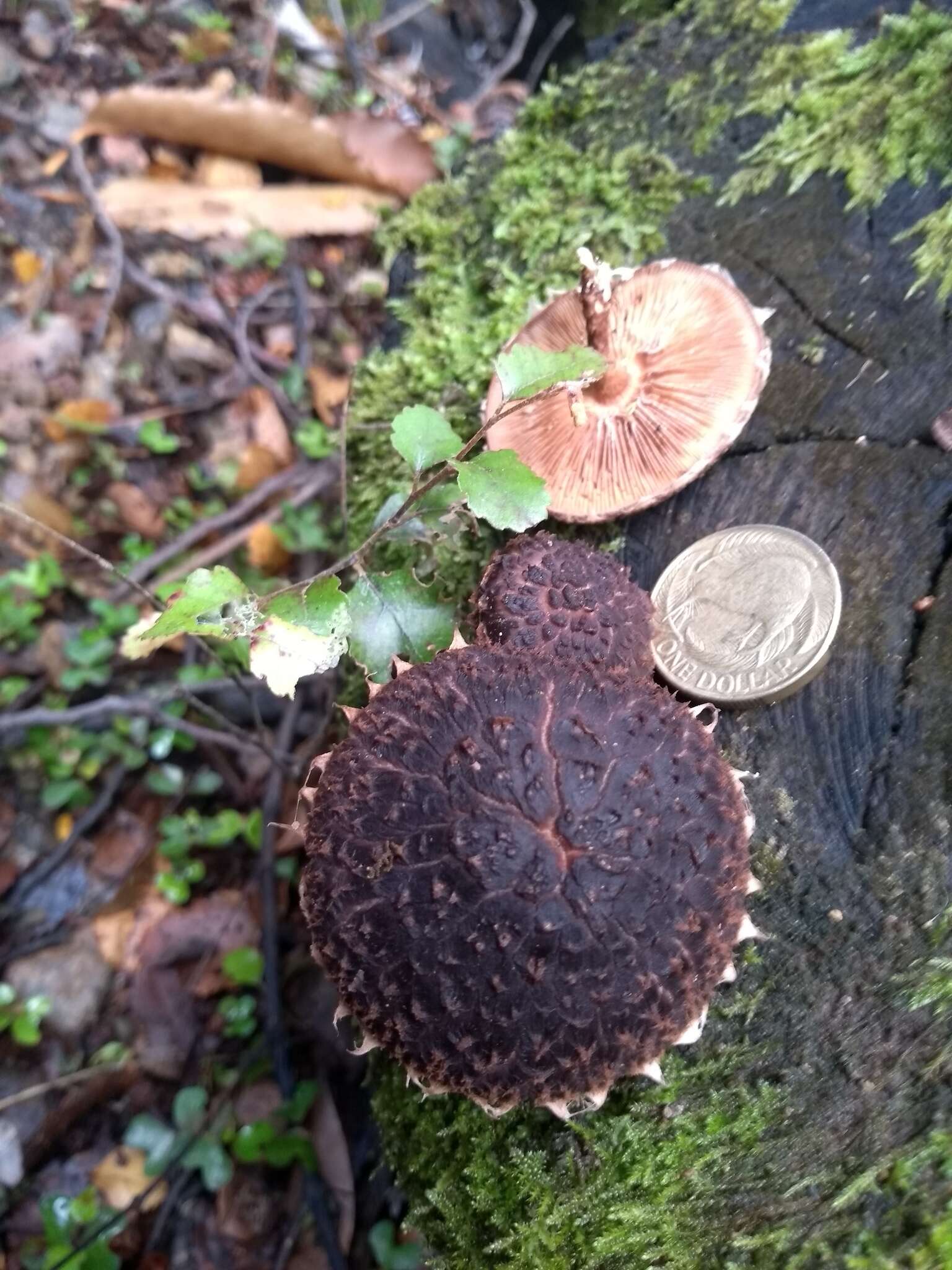 Image of Lentinula novae-zelandiae (G. Stev.) Pegler 1983