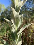 Image of Verbascum giganteum Willk.