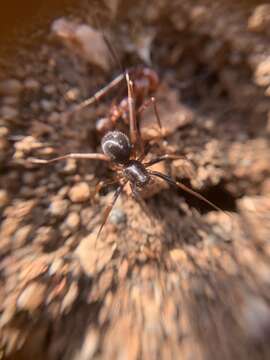 Image of European Ant-eating Spider