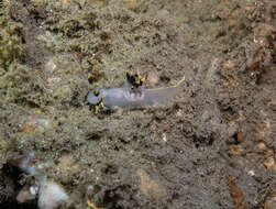 Image of Polycera tricolor Robilliard 1971