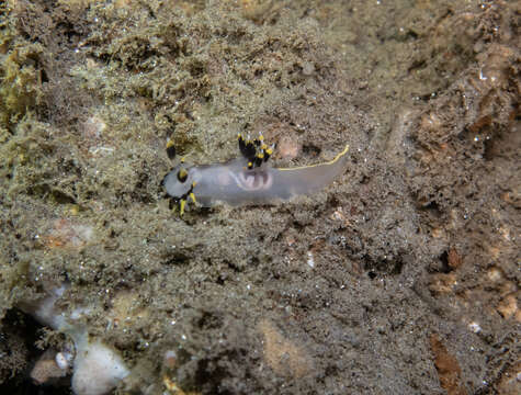 Image of Polycera tricolor Robilliard 1971