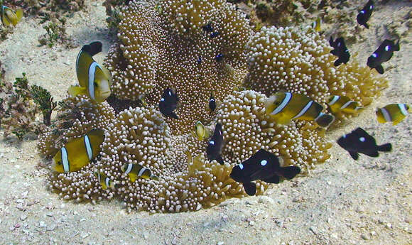 Image of Maroon clownfish