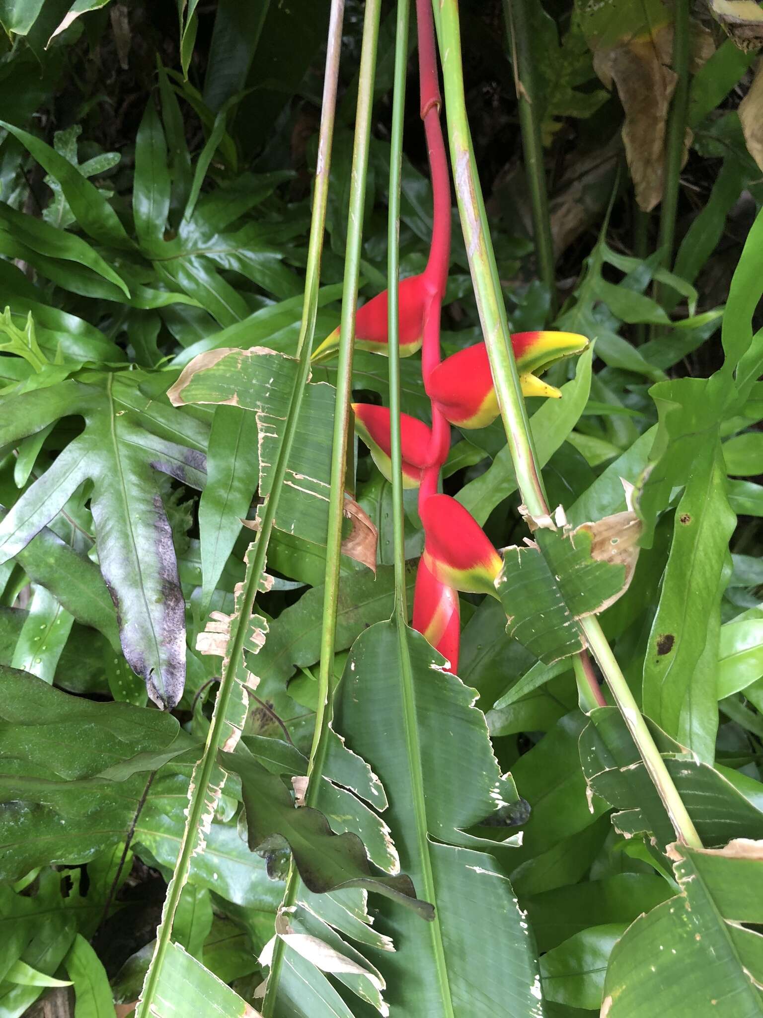 Image of false bird of paradise