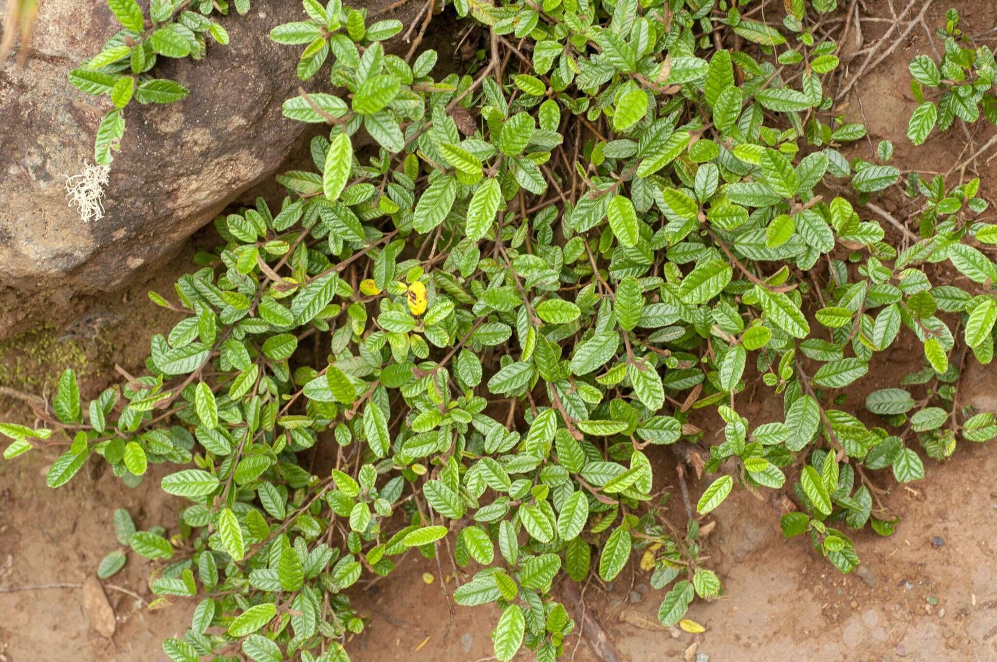 Image of Pomaderris paniculosa subsp. novaezelandiae (L. B. Moore) N. G. Walsh