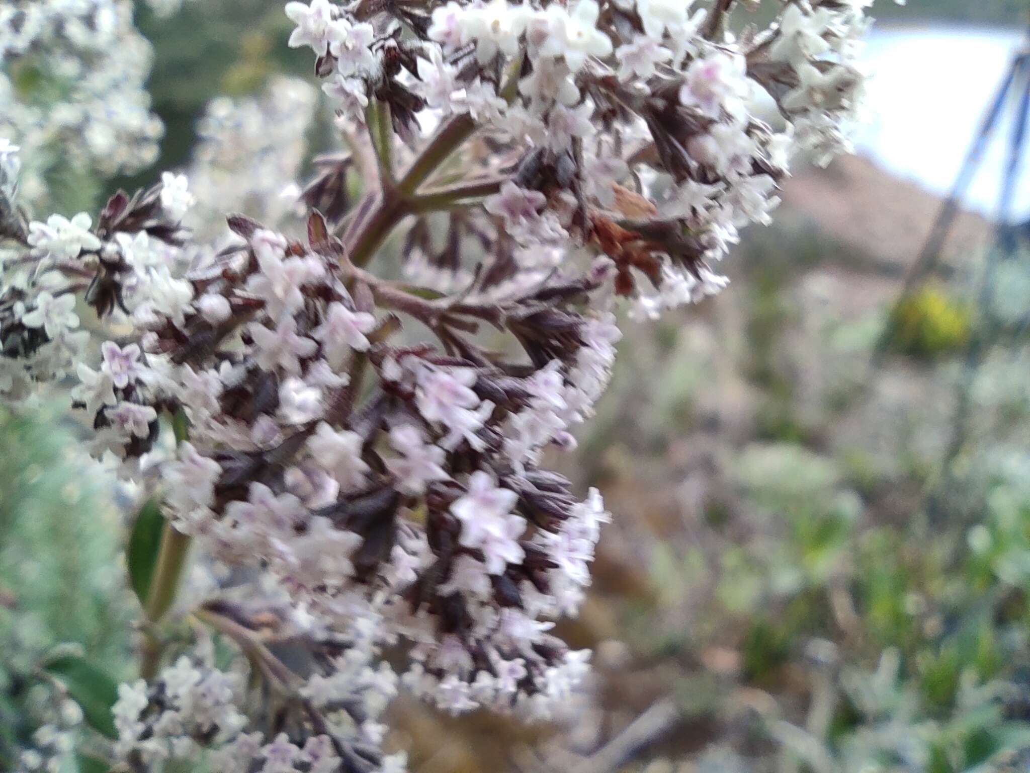 Imagem de Valeriana microphylla Kunth