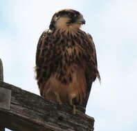 Image of Lanner Falcon