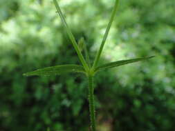 Image of Cerastium sylvaticum Waldst. & Kit.