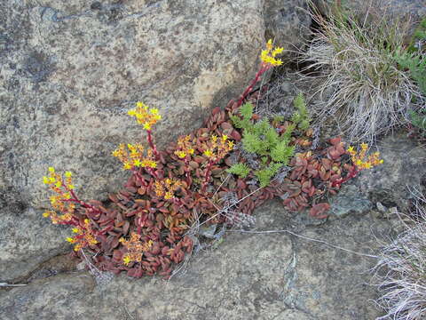 Sivun Sedum citrinum Zika kuva