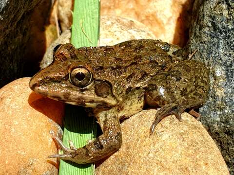 Image of Jerdon's Bullfrog