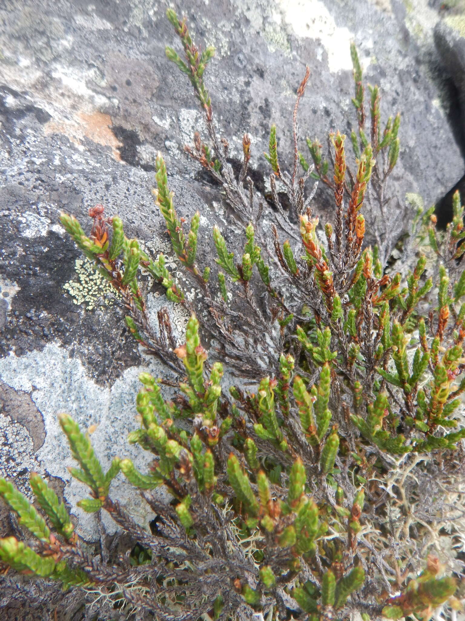 Imagem de Cassiope ericoides (Pall.) D. Don