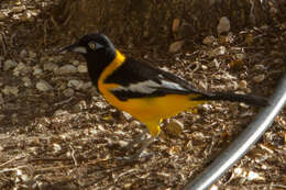 Icterus icterus (Linnaeus 1766) resmi