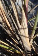 Image of bristly lovegrass