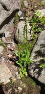 Image of purple-petal bog orchid