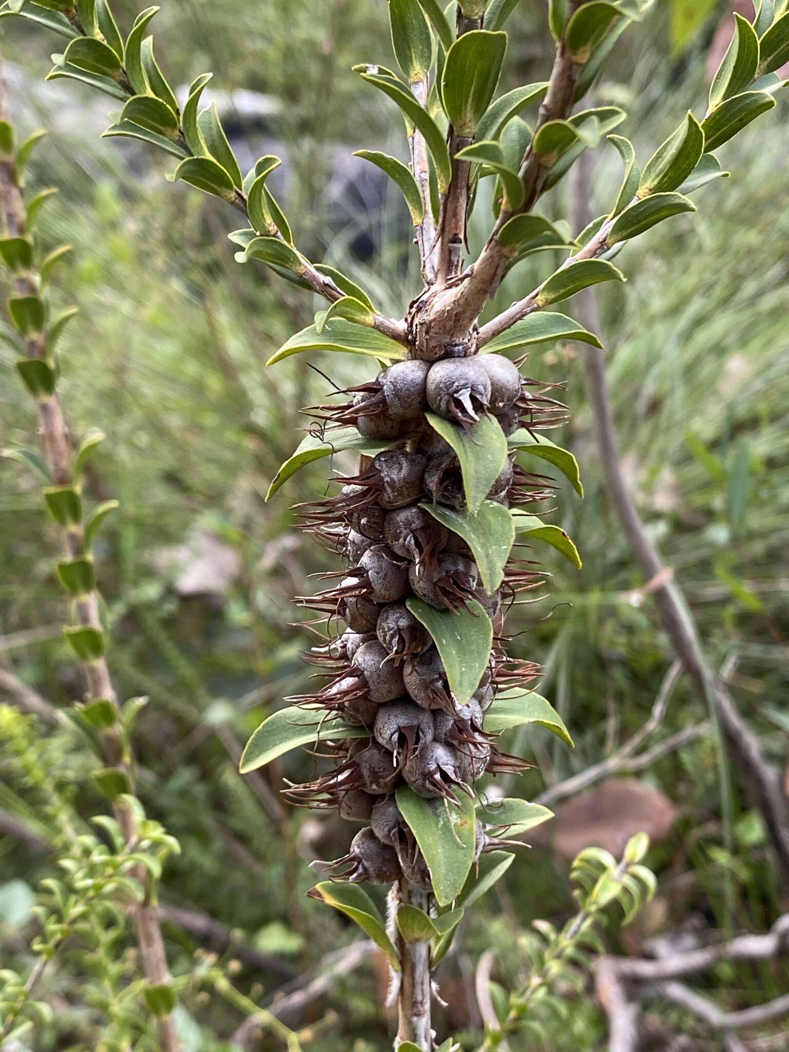 Image of Melaleuca transversa Craven & R. D. Edwards