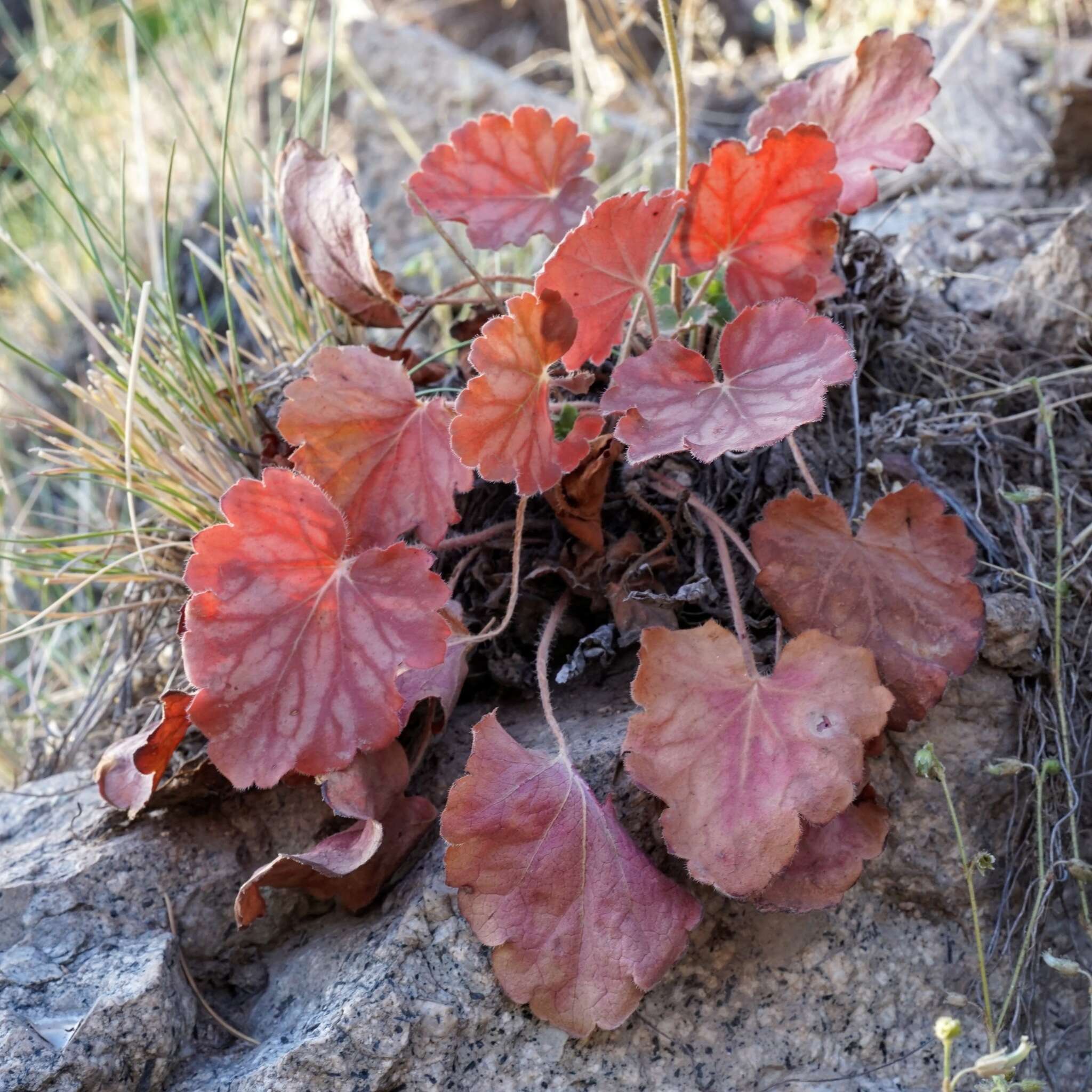 Image de Heuchera novomexicana Wheelock