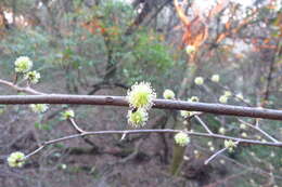 Coccoloba argentinensis Speg. resmi