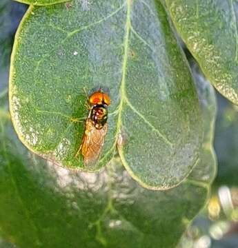 Image of Microchrysa bicolor (Wiedemann 1830)