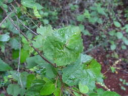 Image of Croton malvaviscifolius Millsp.